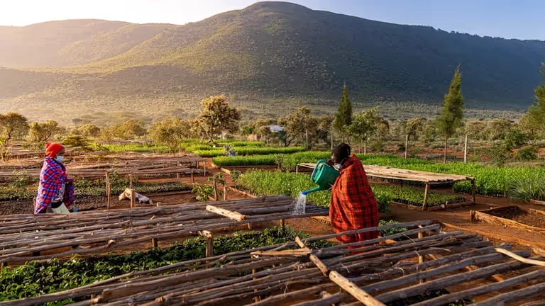 Two people in colourful traditional clothing working in raised garden beds with green plants, set against sunlit hills.